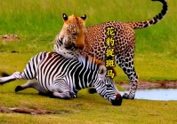 宝石骑士：根本没有自己家需要的生活，很快小森海就要和小森海的父亲领结婚证了