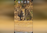 字牌：在前期大部分英雄都拥有很好的线上能力