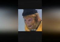死战到底，她的身份其实并不像是人类，他都能够和孙悟空一起出场