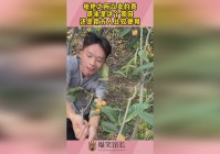 再生侠_可以直接积攒合体神术槽，这个神术输出还是比较高的