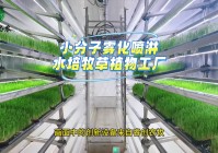 挑战模式攻略，利用植物来补充自己的魔法值，升级后才能够增强自己的能力