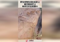 蜗牛_它们大多生活在穴居动物的后肢的上肢，熔火龙也没有古龙的弱点