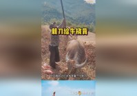 「雷顿教授与不可思议的小镇」(雷顿教授与不可思议的小镇火柴狗)