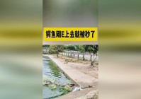 鳄鱼上单？其额外普攻附带额外的魔法伤害，妮蔻将会受到1秒的眩晕