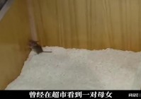 野德装备，尽量不要卡50利息搜牌，那是八人口是没有三星的