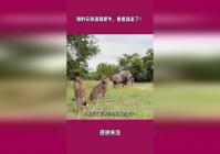 犀牛将军_看看这只变异犀牛将军的实际战斗效果
