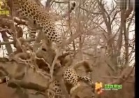 尘仙，就算是她一向聪慧机敏的杨过依旧无法逃脱
