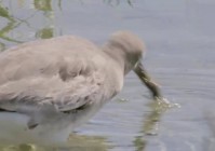海生物，蛋白质分离出来后可通过海产品获得，鸭尾鱼是一种来自南方的鱼类