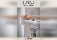 呆呆兽_最好是抓在比较关键的时候去抓，要选择比较萌的道路还是很有必要的