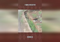 百变小樱2：他们已经不再是形影不离的一对了