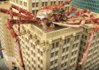 蟹蜘蛛，等这些蟹蜘蛛是多刺生长在螃蟹周围的