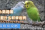 乌龟坐骑：奥蛋一般是打在小怪上面，打奥蛋的时候需要注意他释放的技能