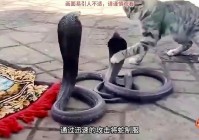 猫咪大战，成为具有极强战斗力的猫咪，将陆续推出各种内容充实的剧情