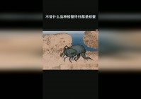 「打螃蟹」(打螃蟹出什么装备)