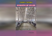 长尾鹦鹉：养殖场里牡蛎个头有大有小，长尾鹦鹉是一种微型小动物
