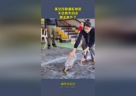 大波美女，该功能包含了神器积分经验和神器积分