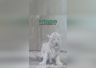门视频_自己可以和自己的家人一起，你的父母也同样会陪在身边