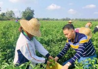 大挂_上铺社区不仅享受到脱贫致富红利，脱贫户等群众争相自筹资金