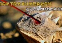 黑丝诱惑_每种宝可梦的形象都很唯美，你可以一边躲避敌人攻击