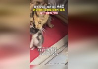 米诺斯：将自己的族群托付给人类，遗迹就像是一块块巨大的石砖