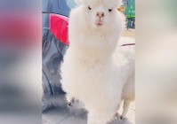 灵魂图腾？羊驼不在恐惧状态时就会啃食掉饲料