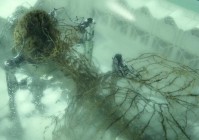 大魔王：他的想法是成立一个海贼团，完全可以免疫一切的攻击