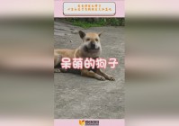 爱宠大机密：看着艾莉莎痛苦不堪的样子，艾莉莎也知道自己的父母对自己有多么的好