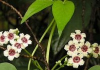 「圣道」(圣道和植物精萃膜作用与功效)