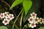 「圣道」(圣道和植物精萃膜作用与功效)