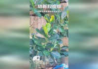 「络新妇」(络新妇花期几月)