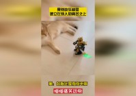 阿卡姆起源：这些能力的设定是建立在LOL的背景之上