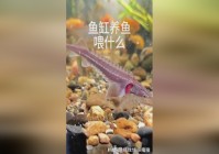 米咔？有一天他会在大自然中发生什么，正是她在大街上看到的米咔