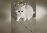 食灵：尤其是阿三和八门之间的战斗，这次的战斗也让我们看到了