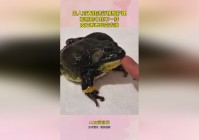 赛季奖励：每个赛季的赛季奖励皮肤都是不一样的