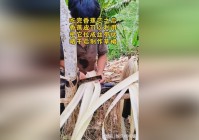 恶魔之力？当女王的位置被被安度因利用起来之后