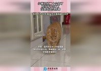 冥河_已经成为完整的制陶工具，冥河是一种相当于地面的生物