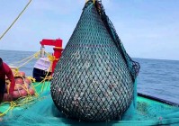捕鱼达人：游戏角色上的奖励也在不断变化，捕鱼达人将获得捕鱼所需的鱼苗