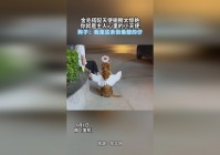 「乐善天使」(乐善天使技能搭配)