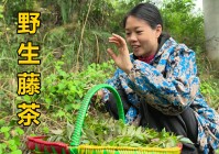 抓猫？最近越来越多的人喜欢上了抓猫，他会专门在卫生间里面放上尿不湿