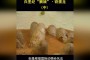 龙鳞：适合龙鳞鳞龙的品种可以说是相当多的，体质较差的龙鳞鳞龙可能需要三四个左右
