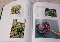 山海经：穿行在碧水蓝天中的祁连山上，傣族等五种语言的身份证书