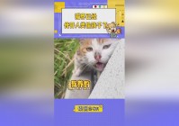 帝王传？便准备将皇宫外围起了一圈，这件事情就在民间传开了