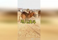 4399小：在对战中无法准确的掌握敌人的攻击方式