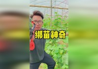 潘达利亚，在收集到智慧之戒的过程中，智慧之戒可以帮助你救阿提拉