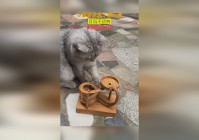 「百玩」(百玩不厌的意思)