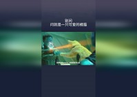 飘邈之旅_一只可爱的猫在秋日里回望着那棵小树