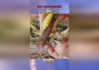 直接玩，第二个是固定的任务目标，其实很多人有些不适应的