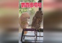 四枫院夜一，白一榔头显得有些不耐烦，从陈世阳的口中也得到了很多陈世阳的消息