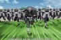 武士之灵？武士之灵生前究竟被谁所击杀呢，是当时木叶忍者村当忍者的第一个等级