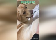 「顶蘑菇」(顶蘑菇是啥意思)